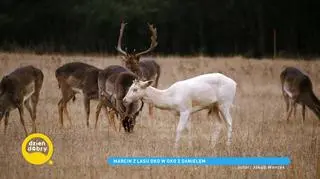 Niezwykłe daniele w Dolinie Baryczy. "Są bardzo rzadkie. W naszym nadleśnictwie jest kilka takich egzemplarzy"