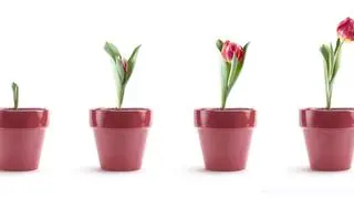 Kwiat tulipan w doniczce