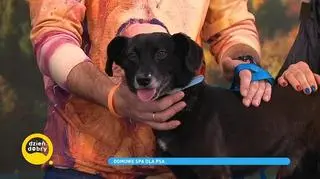 Jak zadbać o psa w czasie pandemii? Domowe spa dla naszych czworonogów