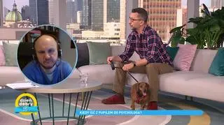 Zmiany klimatyczne a problemy behawioralne psów i kotów. Depresja u czworonogów