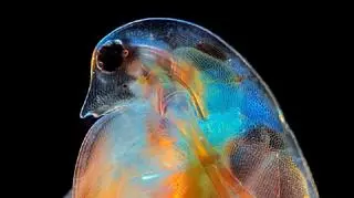 Daphnia