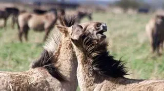 Koniki polskie - dzikie konie w Polsce