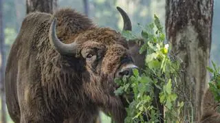 Puszcza Białowieska - ciekawostki i atrakcje