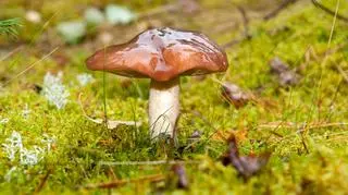 Maślak pstry czyli grzyb miodówka