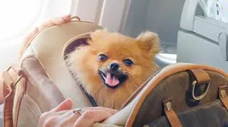 Podróże z psem – samolotem, pociągiem, za granicę