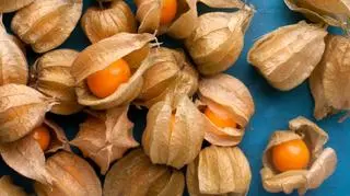 Physalis