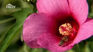 Piękno hibiskusów ogrodowych. "Mają niespotykanej wielkości kwiaty dorastające nawet do 30 cm"
