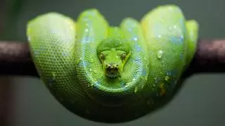 Sen o wężu może wróżyć przyszłość? Jakie znaczenie wąż ma w senniku?