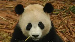 Oferta pracy: Podrap pandę za uszkiem