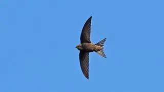 Jerzyki - najlepszy środek na komary. Jak zachęcić je do osiedlenia się w okolicy?