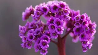 Różowa bergenia