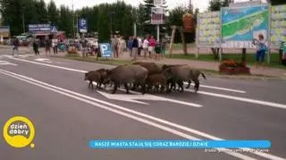 Coraz więcej dzików na ulicach miast. Czy jest się czego obawiać? 