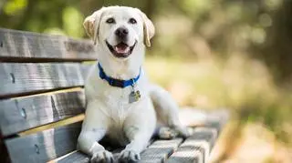 Labrador 