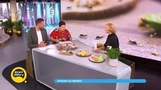 Jak pozbyć się z domu mrówek? "One zawsze znajdą drogę do naszego pożywienia"