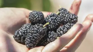 Morwa czarna w dłoni