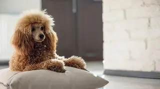 Pudel, który leży na poduszce 