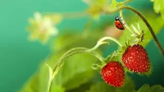 poziomki z biedronką
