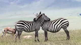 Zakochane zebry