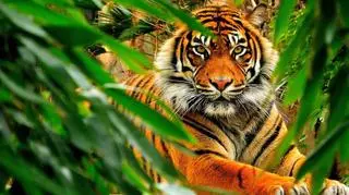 Sen o tygrysie - dobry czy zły omen? Oto, jak interpretuje go sennik