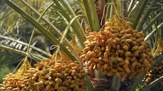 Jak wyhodować palmę daktylową z pestki? Podpowiadamy, jak dbać o drzewko