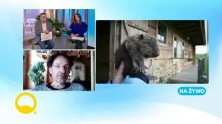 Gdzie występuje bóbr europejski? Jaką rolę ma bóbr w ekosystemie?