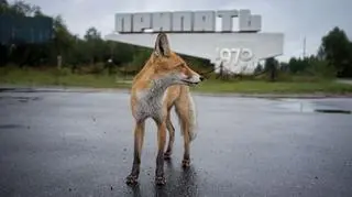 Czarnobyl