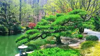 Ogród japoński ‒ harmonijna aranżacja w zgodzie z naturą