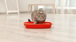 Kot w czerwonej kuwecie 