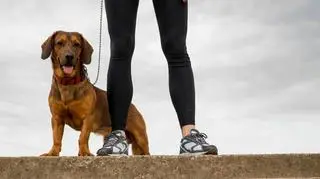 alpejski gończy krótkonożny