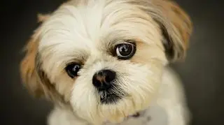 Pies shih tzu biały