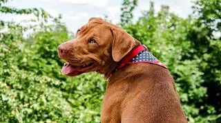 duży brązowy psiak, czworonogi, ubrania dla zwierząt