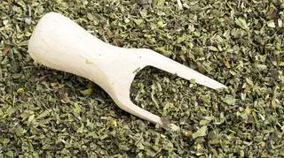 Czystek przeciw kleszczom – czy to działa?