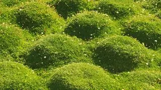 Roślina karmnik ościsty