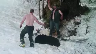 Zabili śpiącą niedźwiedzicę z młodymi
