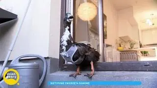 Nietypowe zwierzęta w domu. Właścicielka kaczora: "On by skończył po prostu w rosole, a tak jest szczęśliwy"