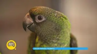 Papugi stały się gwiazdami telewizji, a koty wysyłają sygnały, mrugając. Zdradzamy, w jaki sposób zwierzęta się komunikują
