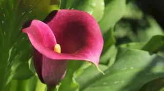 Kalia - uprawa, pielęgnacja, symbolika