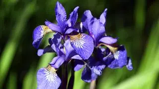 Niebieski kwiat kosaciecu syberyjskiego