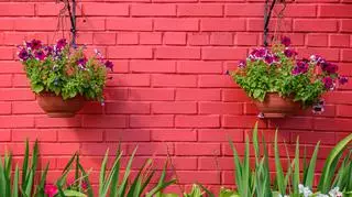 Zwisające kwiaty w doniczkach na tle czerwonego muru