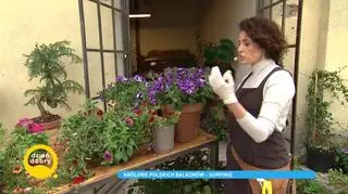 Surfinia - królowa balkonów, tarasów i ogrodów. Jak o nią dbać?