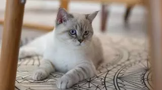 Kot brytyjski liliowy – wygląd, charakter, opieka, żywienie, pielęgnacja