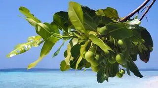 Calophyllum
