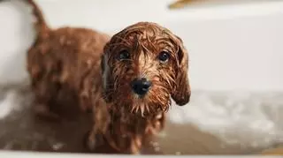 mokry pies w wannie kapiel kosmetyki dla psow
