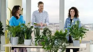 Kwiaty w doniczkach, czyli zielono mi. Jakie rośliny poprawią nam samopoczucie?