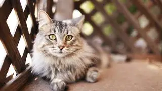 Kot Maine coon