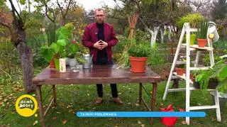 Jak podlewać rośliny doniczkowe? Poznaj porady eksperta