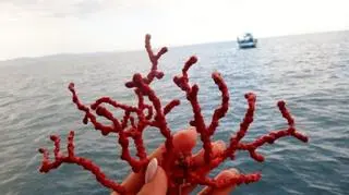 Koralowiec, Tunezja 