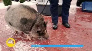 Skolopendra jadowita, waran, sarna - jakie zwierzęta odławia eko patrol?