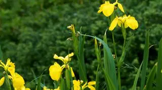 Żółte kwiaty kosaciecu żółtego