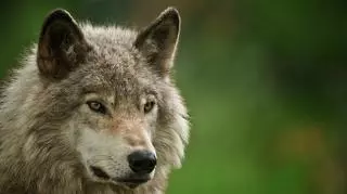Sny o wilkach - co mówią o tym senniki?